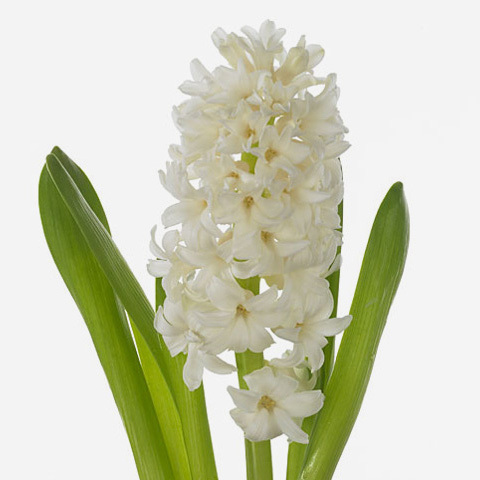 Hyacinthus orientalis 'Top White'